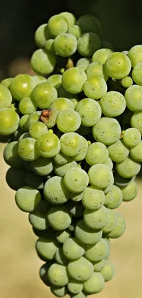 grapes Live Wallpaper
