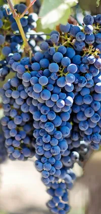 This phone wallpaper showcases a beautiful and vivid image of blue grapes hanging from a vine