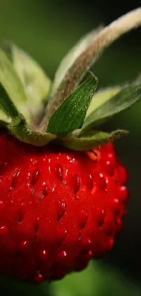 This live wallpaper presents a close-up of a strawberry on its plant, featuring a highly-detailed macro photograph