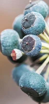 This phone live wallpaper features a macro photograph of blueberries up close