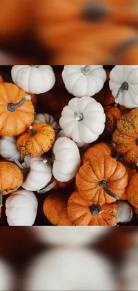 This live wallpaper features a colorful pile of pumpkins in orange and white hues set against a dynamic multi-colored mosaic background