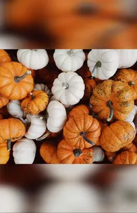 Food Pumpkin Plant Live Wallpaper