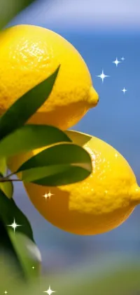 This beautiful live wallpaper for your phone features a stunning close-up image of two lemons on a tree against a bright and sunny sky, captured by a talented photographer