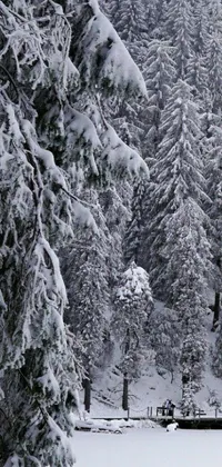 Forest Snow Branch Live Wallpaper