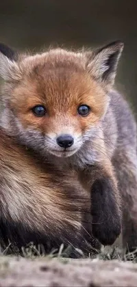 Fox Red Fox Carnivore Live Wallpaper