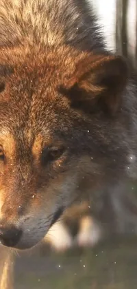 Fox Wolf Carnivore Live Wallpaper