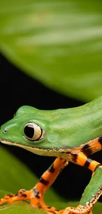This phone live wallpaper captures a close-up of a green frog resting on a leaf