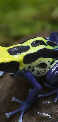 Decorate your phone screen with this lively blue and yellow frog live wallpaper! The eye-catching photograph, courtesy of ap, is bursting with vibrant colors - including yellow, purple, green, and black