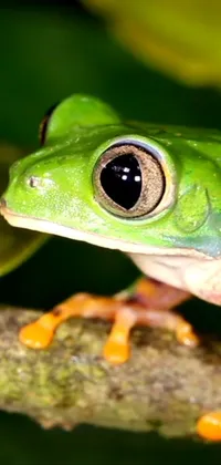 Frog Eye True Frog Live Wallpaper