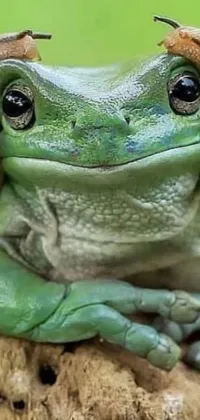 Bring the charming world of nature to your phone with this delightful Green Frog Live Wallpaper! The wallpaper features a highly detailed, colorized photo of a happy frog sitting atop a wooden log