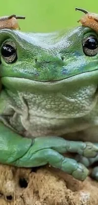 Realistic Green Frog Live Wallpaper for Your Phone - free download
