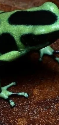 Frog Green Organism Live Wallpaper