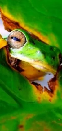 Frog Leaf Terrestrial Animal Live Wallpaper