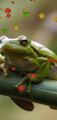 Frog Leaf True Frog Live Wallpaper