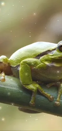 Frog Liquid True Frog Live Wallpaper