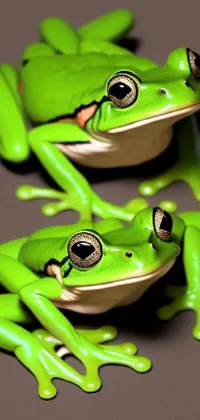 This realistic live wallpaper features two green frogs sitting on a leafy background