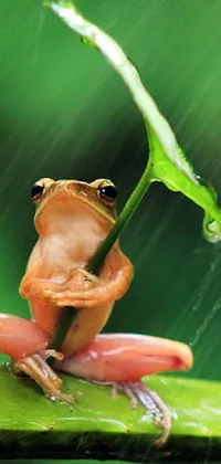 Frog True Frog Leaf Live Wallpaper
