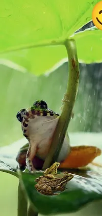 Frog Plant Green Live Wallpaper