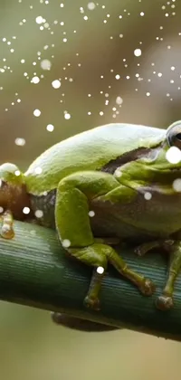 Frog Plant True Frog Live Wallpaper