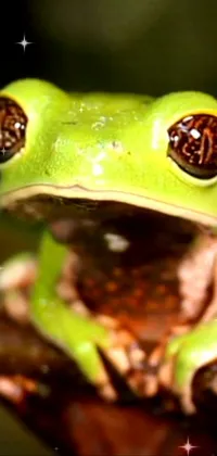 Frog Reptile Macro Photography Live Wallpaper
