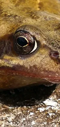 Get this unique phone live wallpaper with a stunning close-up of a frog on a rock