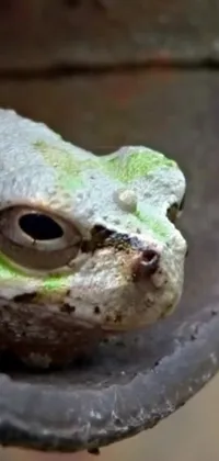 This live wallpaper features a tiny green frog sitting atop a rectangular metal object