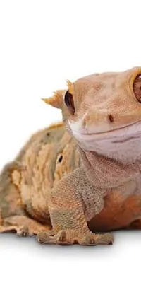 Frog Terrestrial Animal Toad Live Wallpaper
