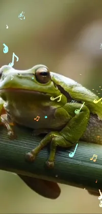 Frog True Frog Organism Live Wallpaper