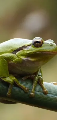 Frog True Frog Organism Live Wallpaper
