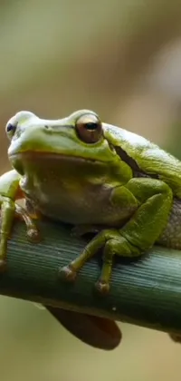 Frog True Frog Organism Live Wallpaper