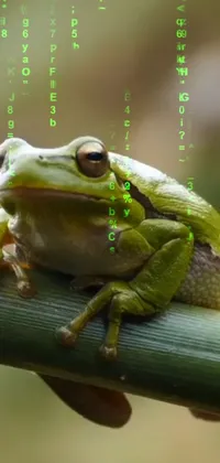 This phone live wallpaper features a realistic frog sitting on a branch sourced from Unsplash