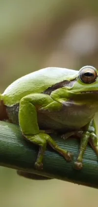 Frog True Frog Plant Live Wallpaper