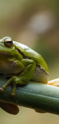 Frog True Frog Plant Live Wallpaper
