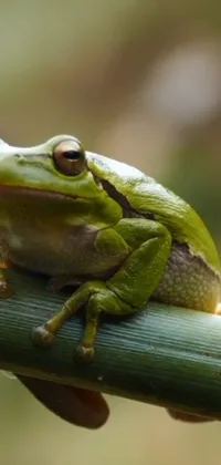This phone live wallpaper features a charming green frog sitting atop a vibrant green plant
