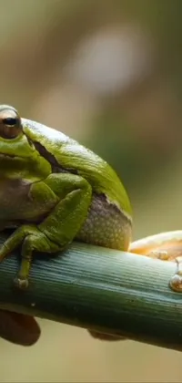 Frog True Frog Toad Live Wallpaper