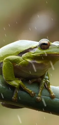 This stunning live wallpaper for your phone features a bright green frog perched on a branch in the midst of a downpour