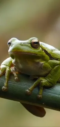 Frog True Frog Toad Live Wallpaper