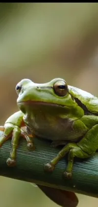 This live phone wallpaper showcases a charming image of a frog resting on a bamboo branch
