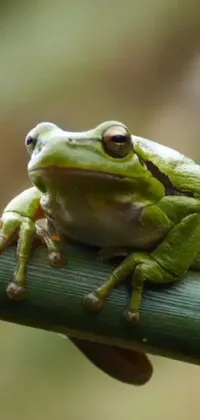 Frog True Frog Toad Live Wallpaper