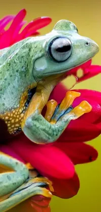 Frog True Frog Toy Live Wallpaper