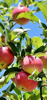Fruit Apple Peach Live Wallpaper