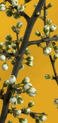 Get this beautiful and intricate phone live wallpaper featuring a branch with white flower buds against a vibrant yellow background