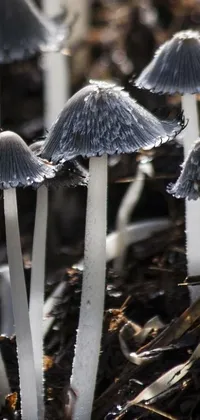 Fungus Mushroom Live Wallpaper