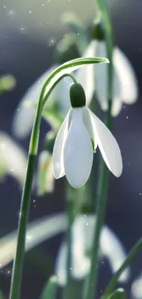 This lovely phone live wallpaper showcases a group of delicate white flowers with green stems, captured in a serene photograph sourced from Shutterstock