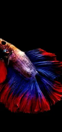 This live wallpaper boasts a captivating close-up shot of an elegant fish with a flowing mane and tail, set against a striking black background