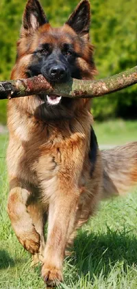 dog Live Wallpaper