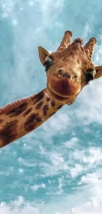 Giraffe Giraffidae Neck Live Wallpaper