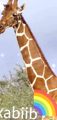 Giraffe Giraffidae Vertebrate Live Wallpaper