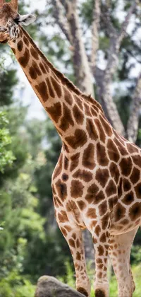 Giraffe Head Giraffidae Live Wallpaper
