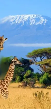 Download A Giraffe Standing On A Blue Background Wallpaper